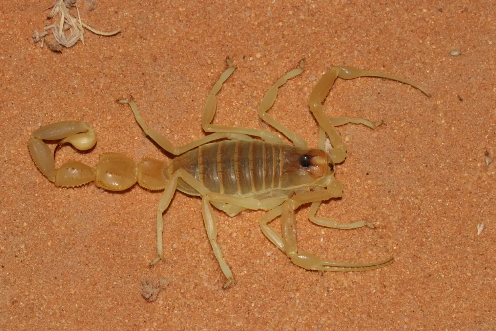 Foto de Arabian fat-footed scorpion