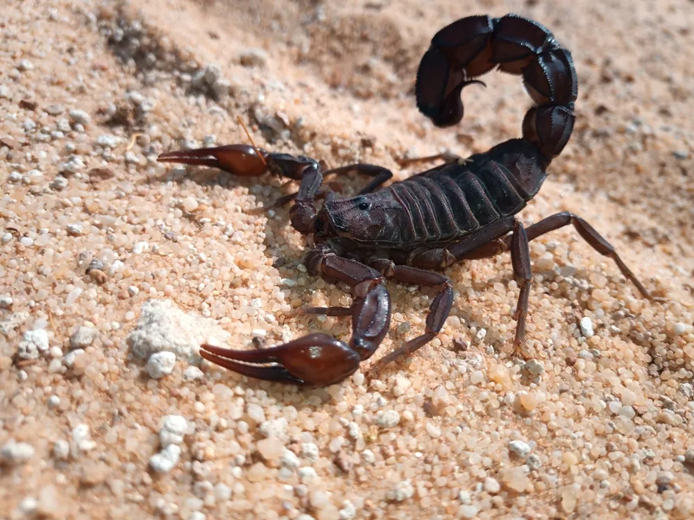 د Arabian fat-tailed scorpion عکس