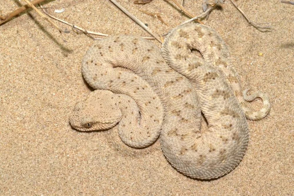 د Arabian horned viper عکس