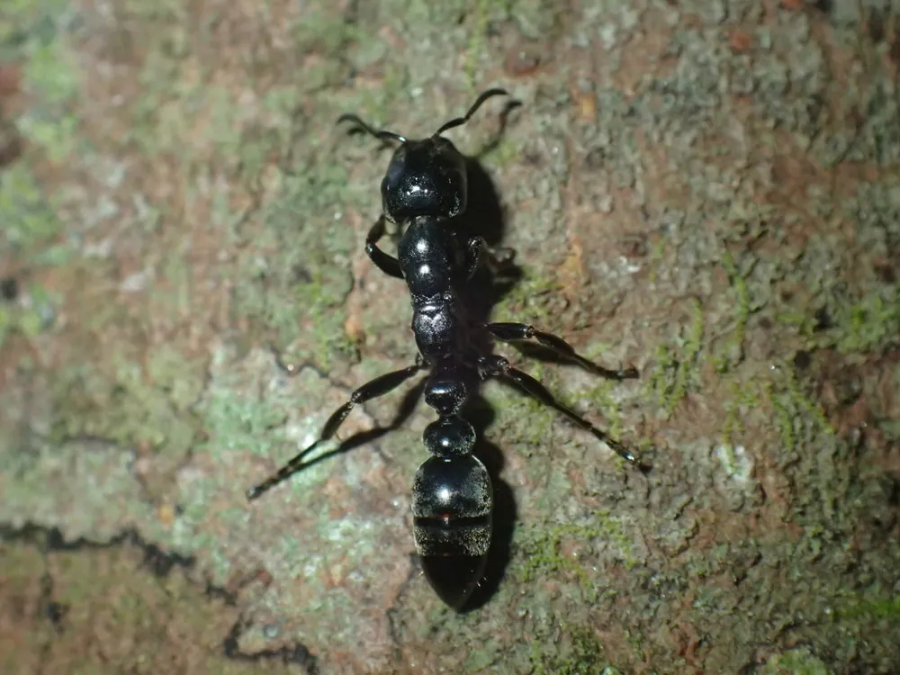 د Arboreal bicoloured ant عکس