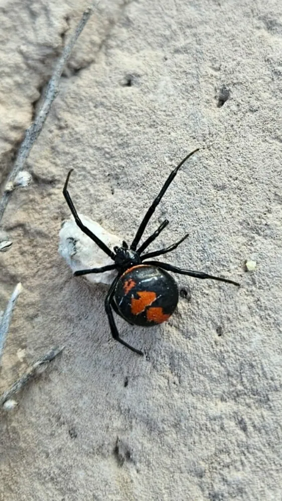 عکس Argentine black widow