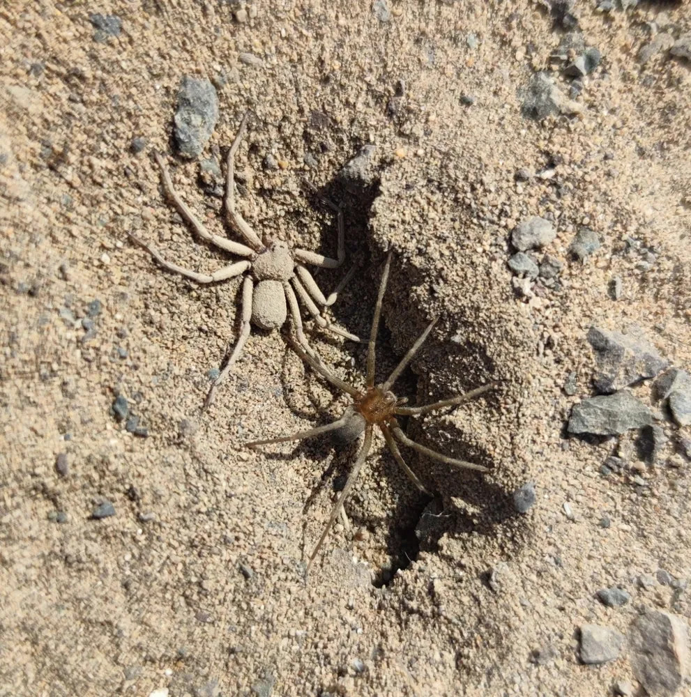 عکس Argentine sand spider