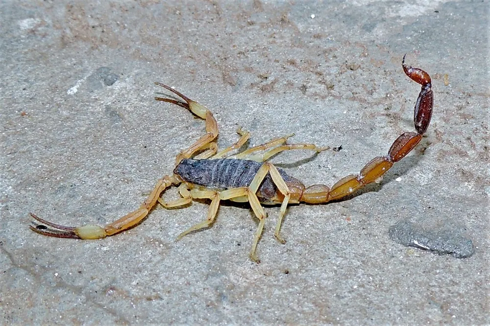Foto de Argentine striped scorpion