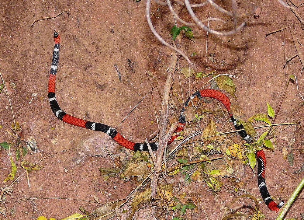 عکس Argentinian coral snake