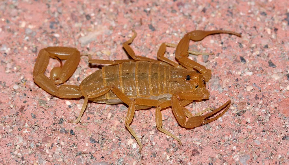 د Arizona bark scorpion عکس