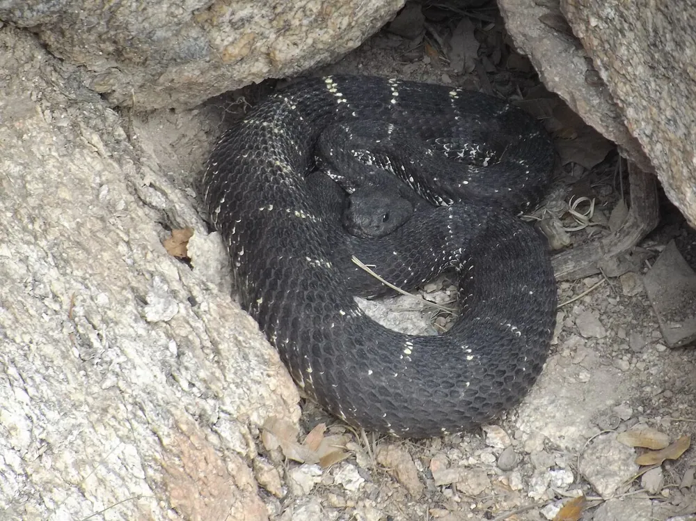 عکس Arizona black rattlesnake