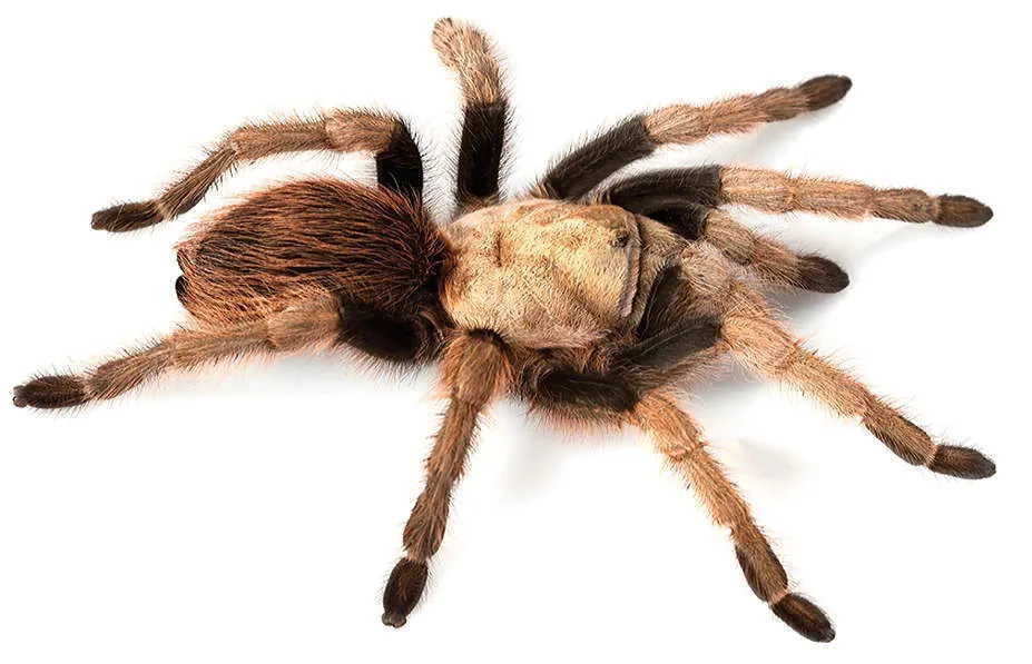 عکس Arizona blond tarantula