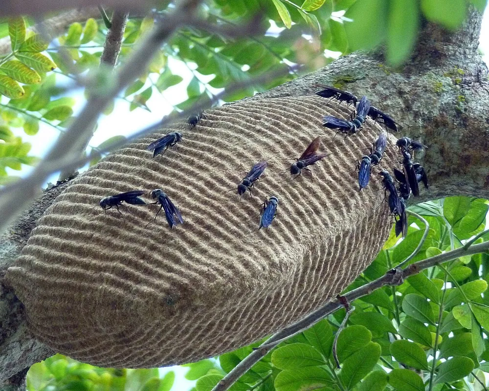 ภาพของArmadillo wasp