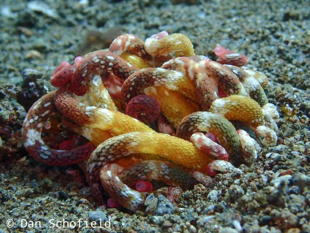 Photo de Armed anemone