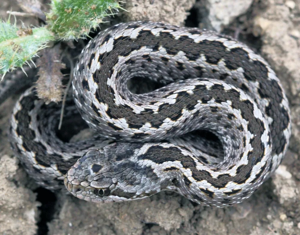 عکس Armenian steppe viper