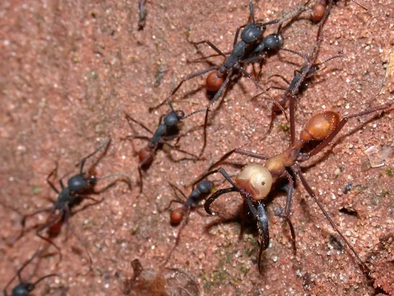Army ant کی تصویر