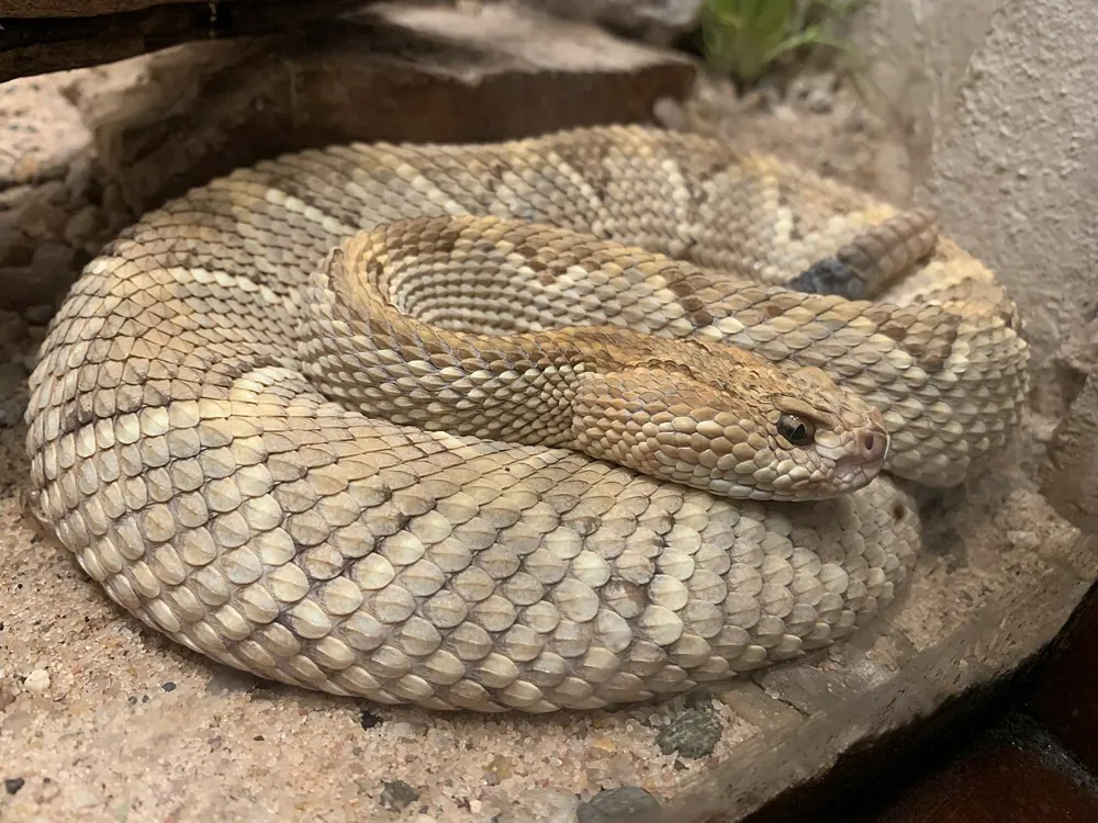 د Aruba rattlesnake عکس