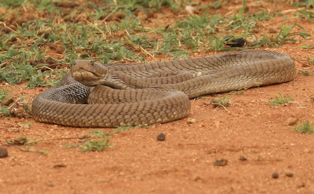 ภาพของAshe's spitting cobra
