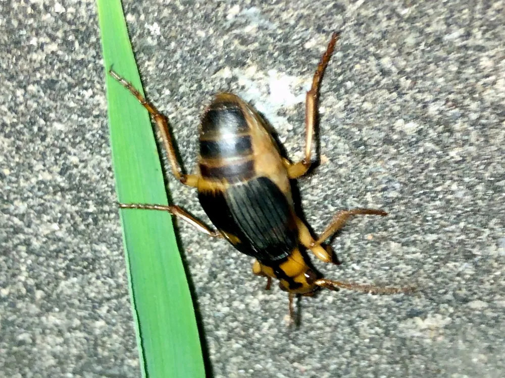 عکس Asian bombardier beetle