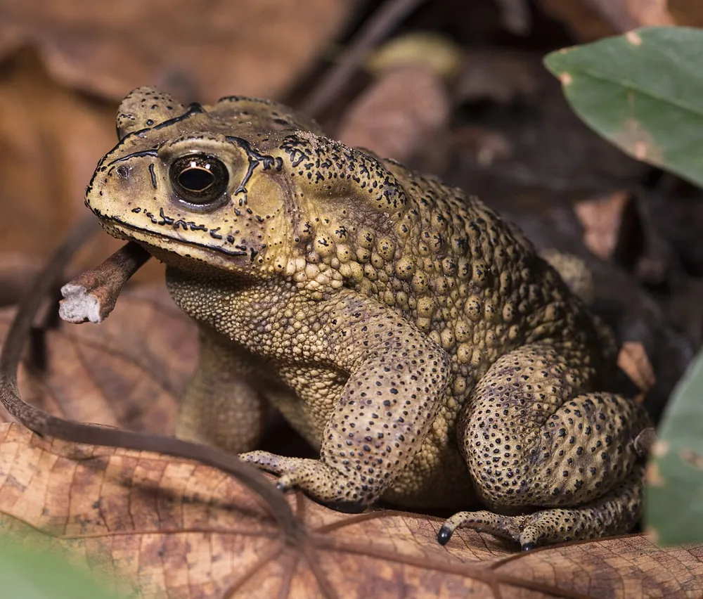 ภาพของAsian common toad