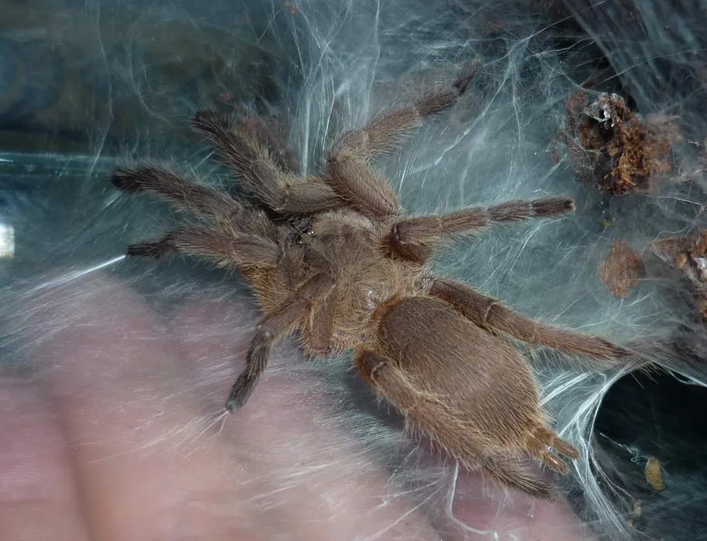 عکس Asian fawn tarantula