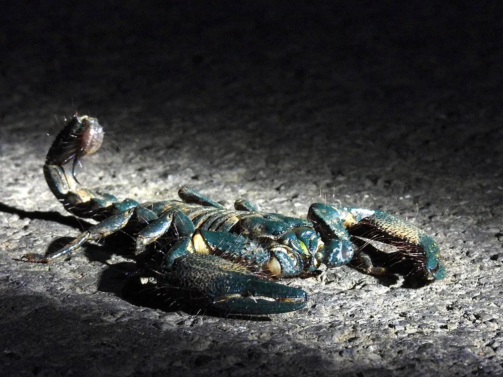 د Asian forest scorpion عکس