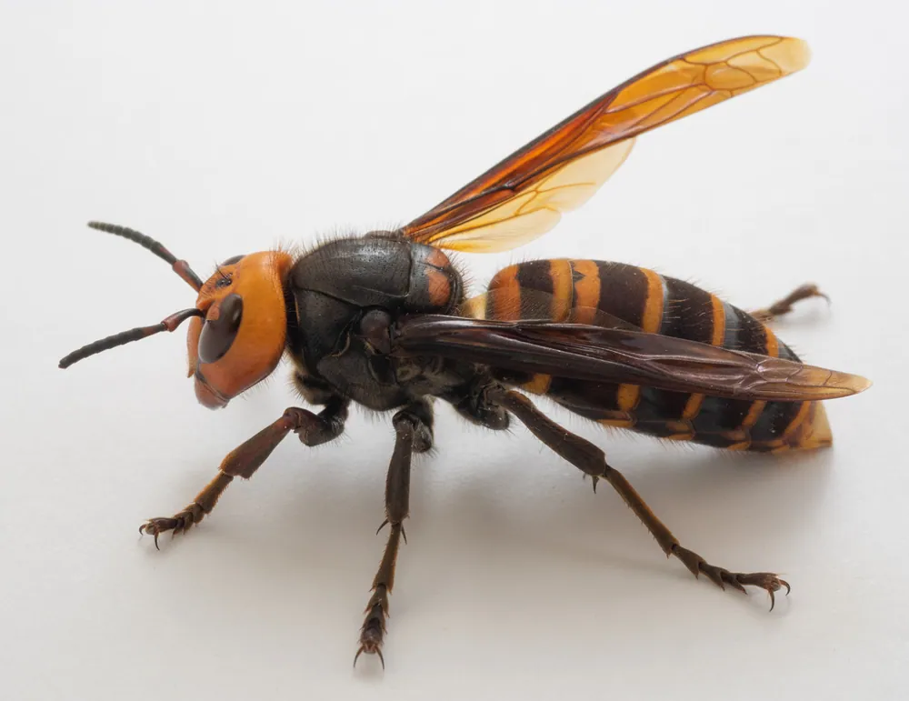 د Asian giant hornet عکس