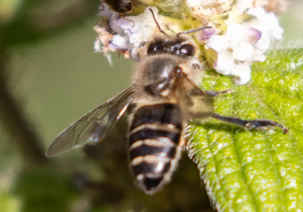 عکس Asian honey bee