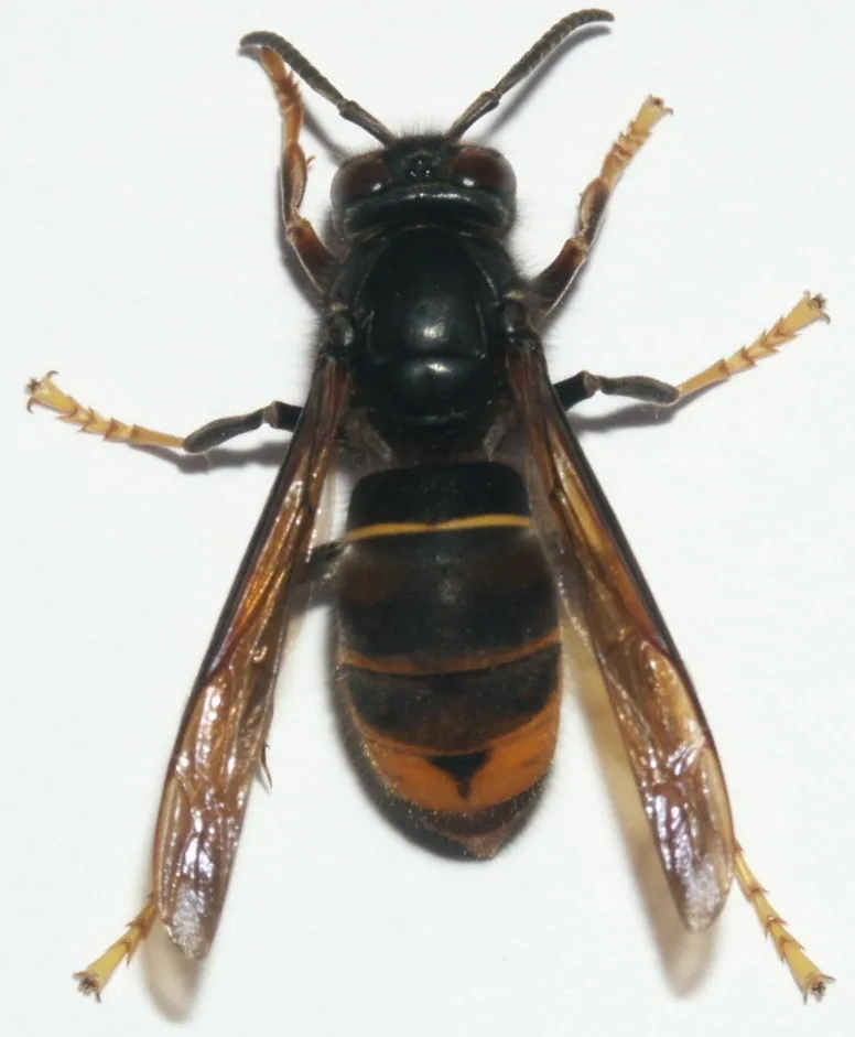 د Asian hornet عکس