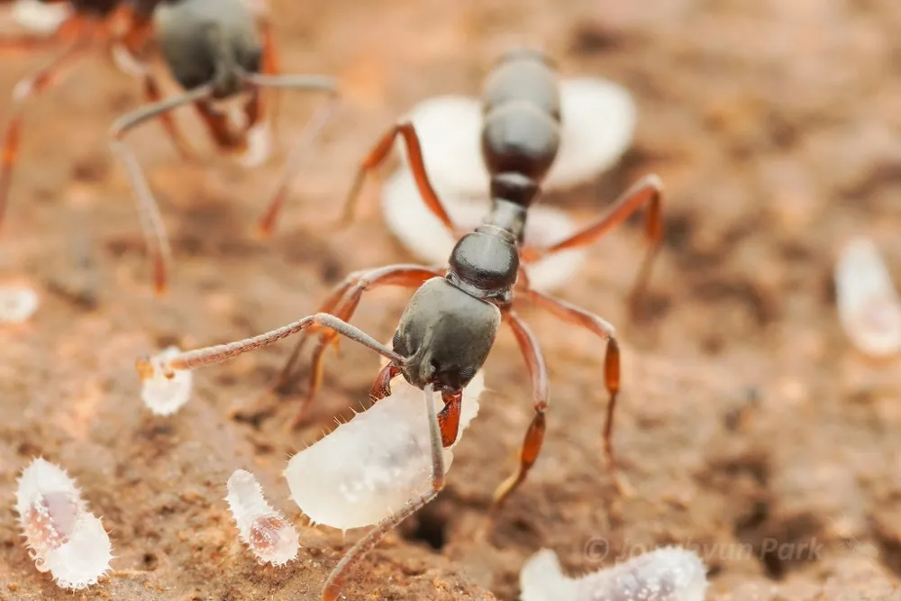 عکس Asian needle ant