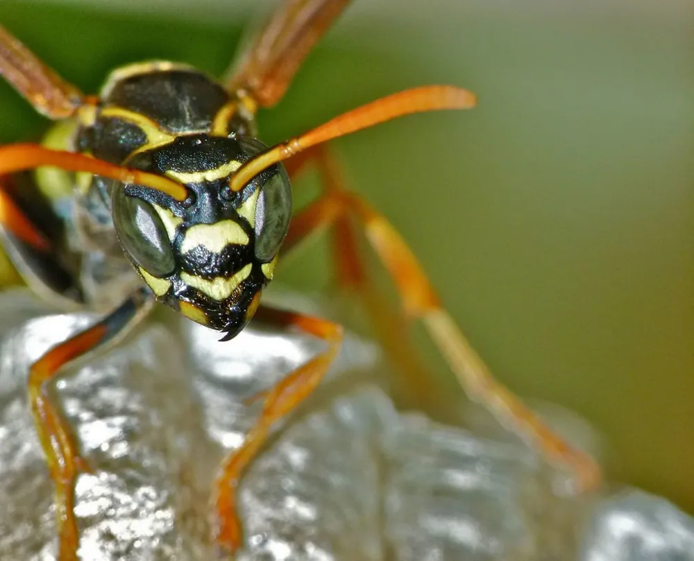 د Asian paper wasp عکس