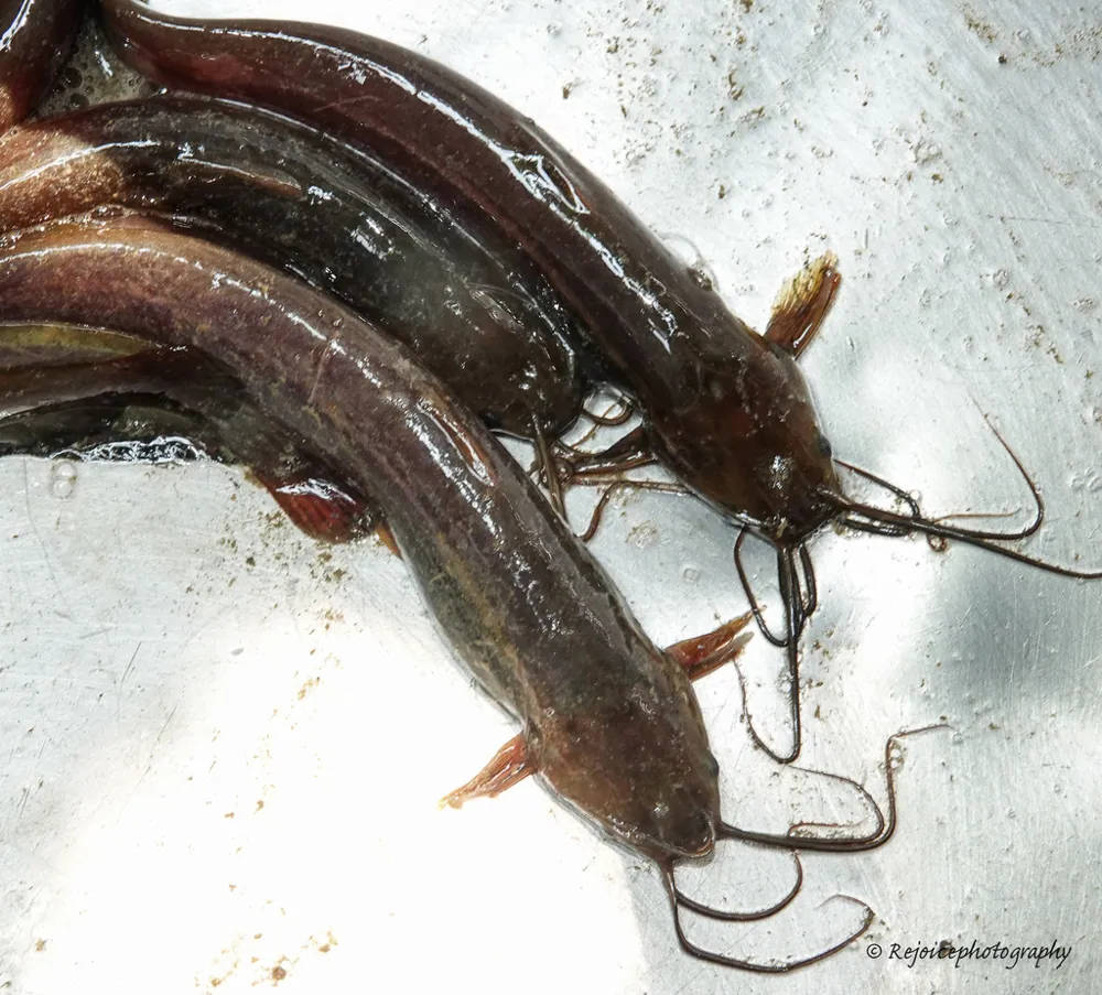 د Asian stinging catfish عکس