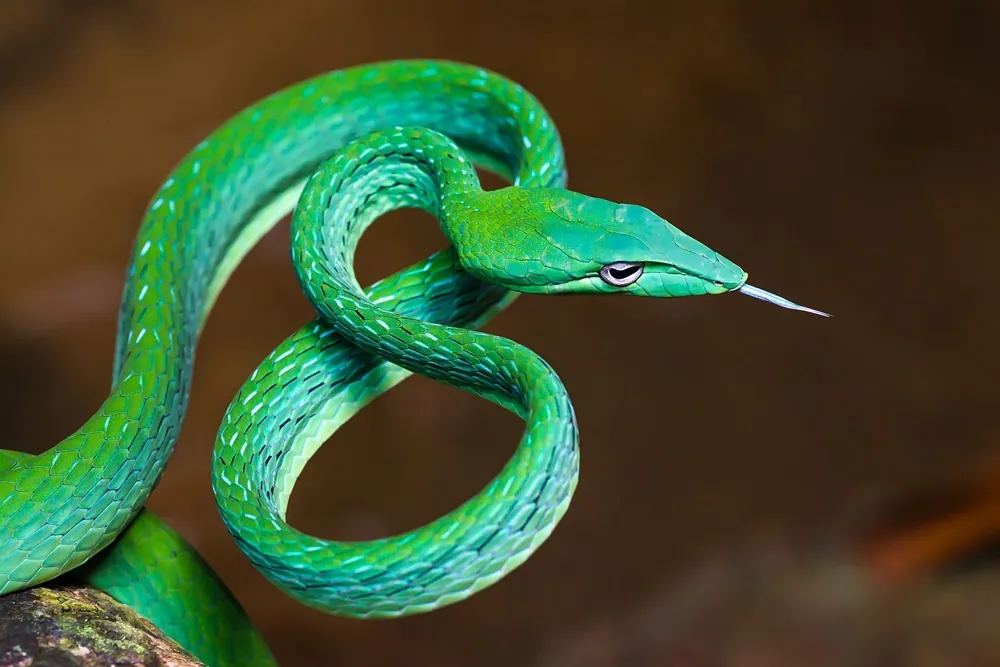 د Asian vine snake عکس