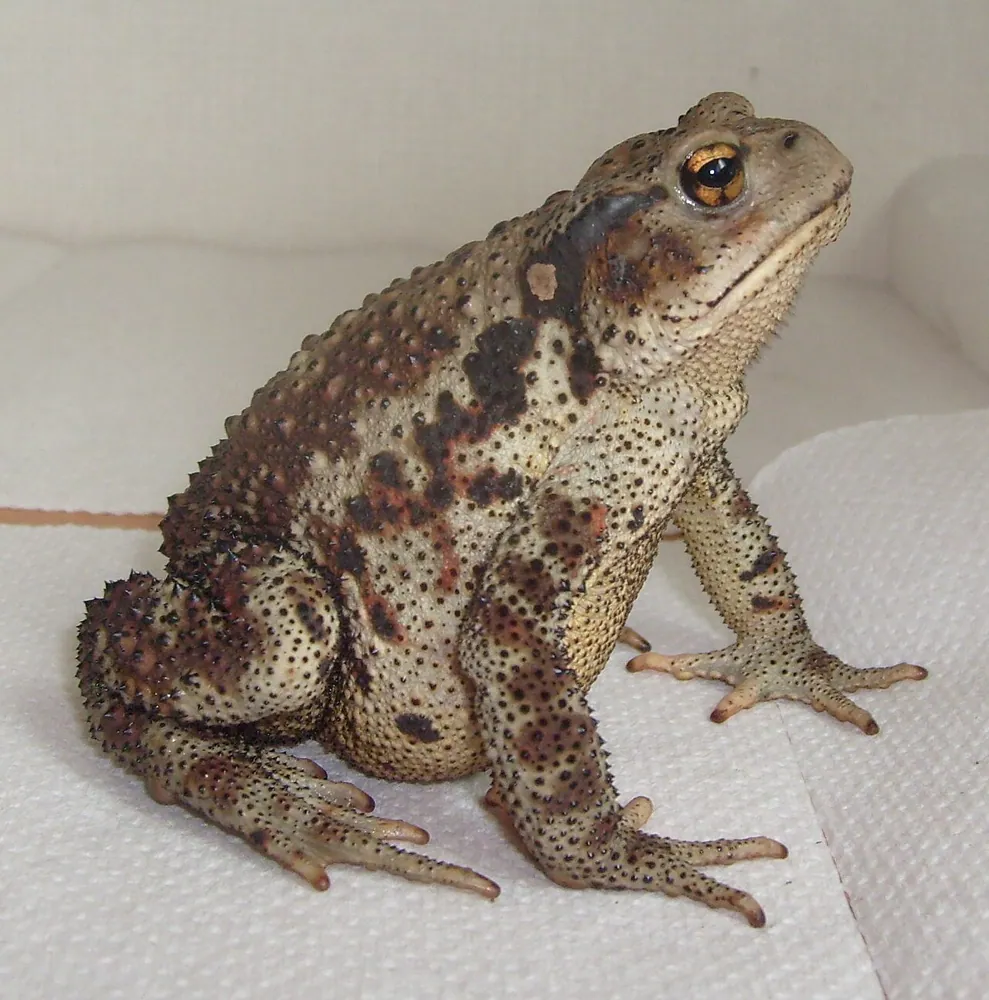 Asiatic toad ఫోటో