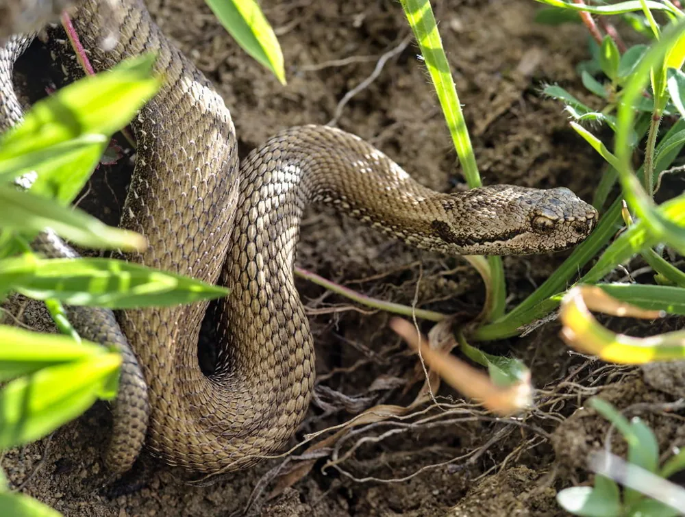 Asp viper کی تصویر
