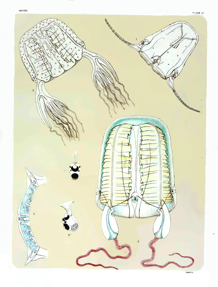 عکس Atlantic banded box jellyfish