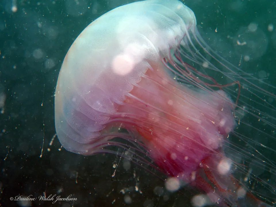 د Atlantic sea nettle عکس