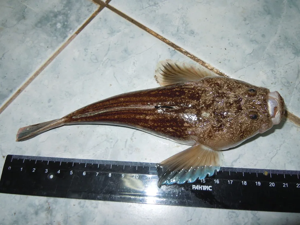 Atlantic stargazer-இன் புகைப்படம்
