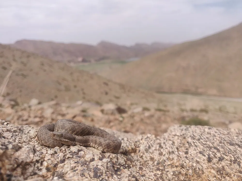 عکس Atlas dwarf viper