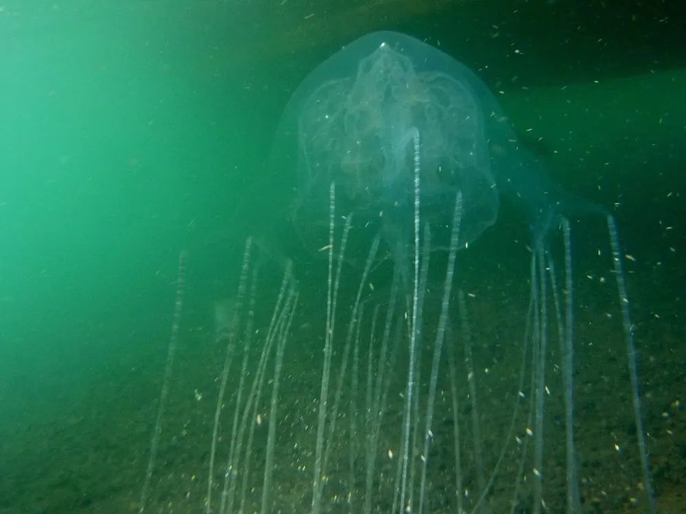 د Australian box jellyfish عکس