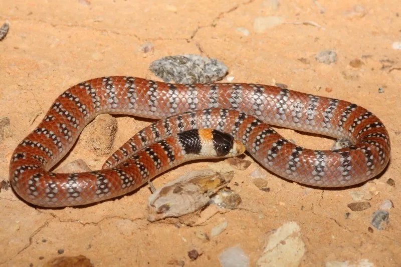 د Australian coral snake عکس