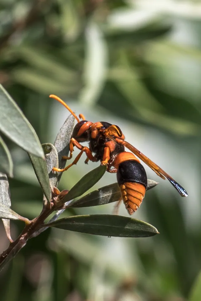 د Australian hornet عکس