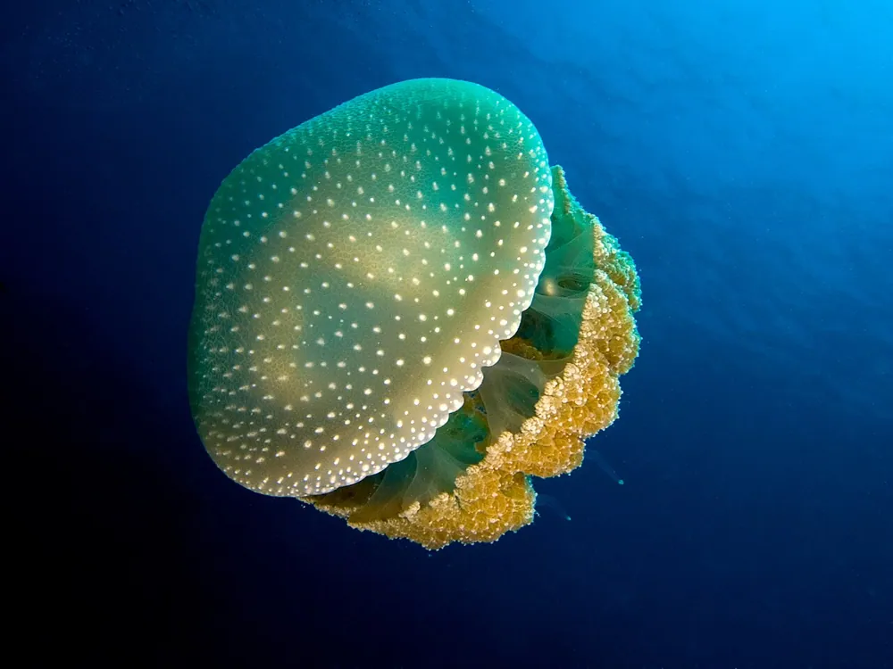 Foto de Australian spotted jellyfish