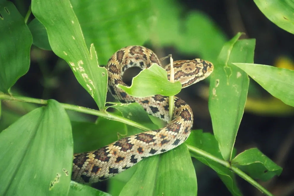 عکس Autlan rattlesnake