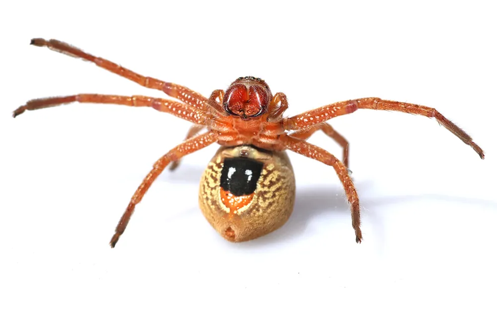 عکس Badge huntsman spider