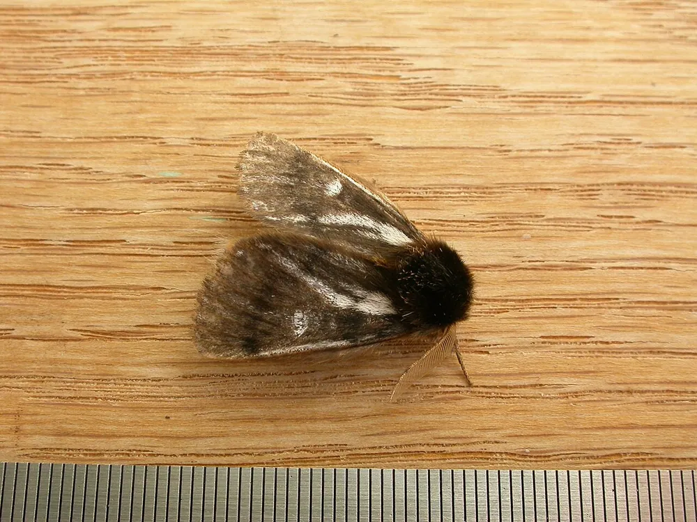 د Bag-shelter moth عکس