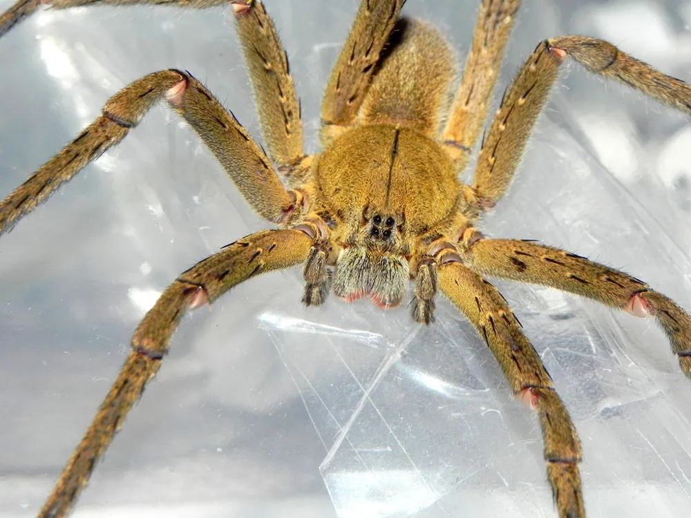 عکس Bahia wandering spider