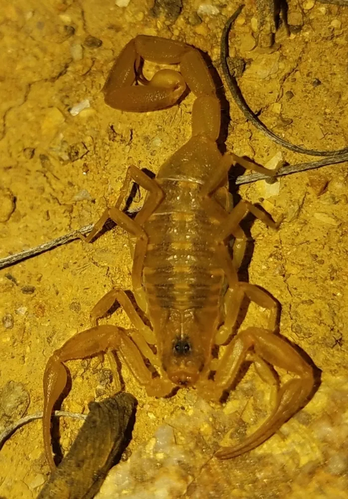 عکس Baja California bark scorpion