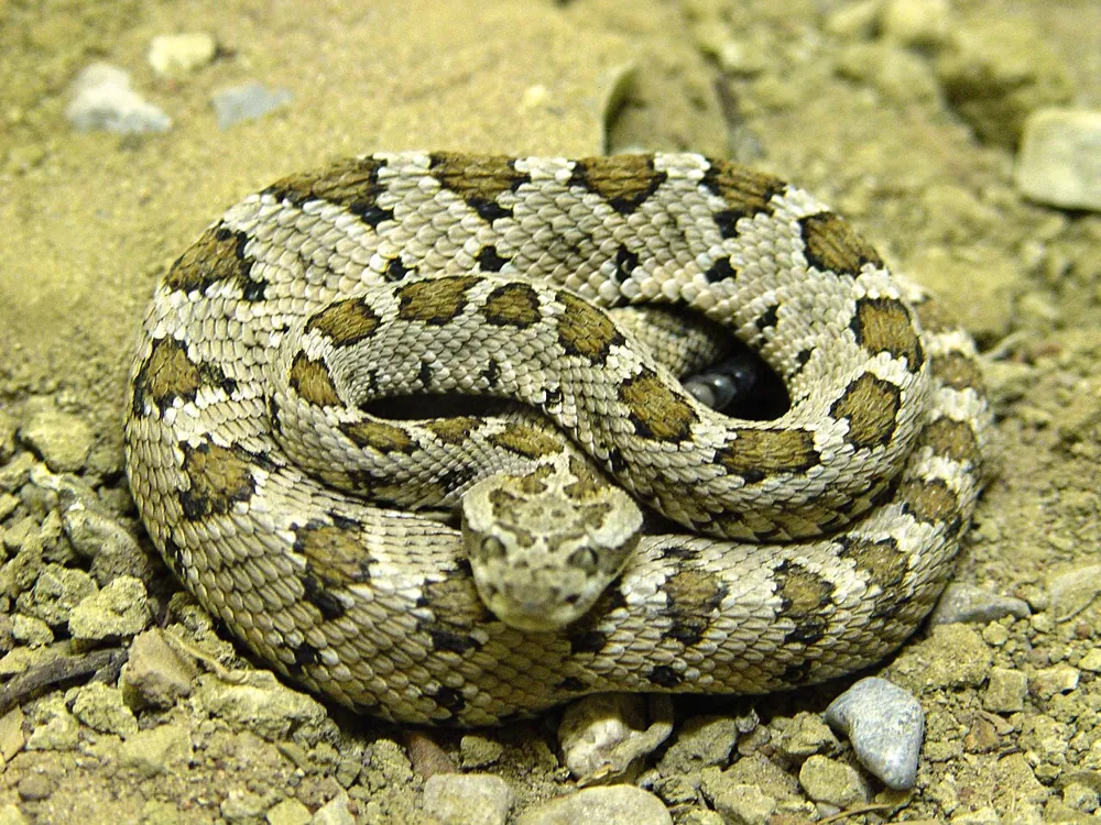 Foto af Baja California rattlesnake
