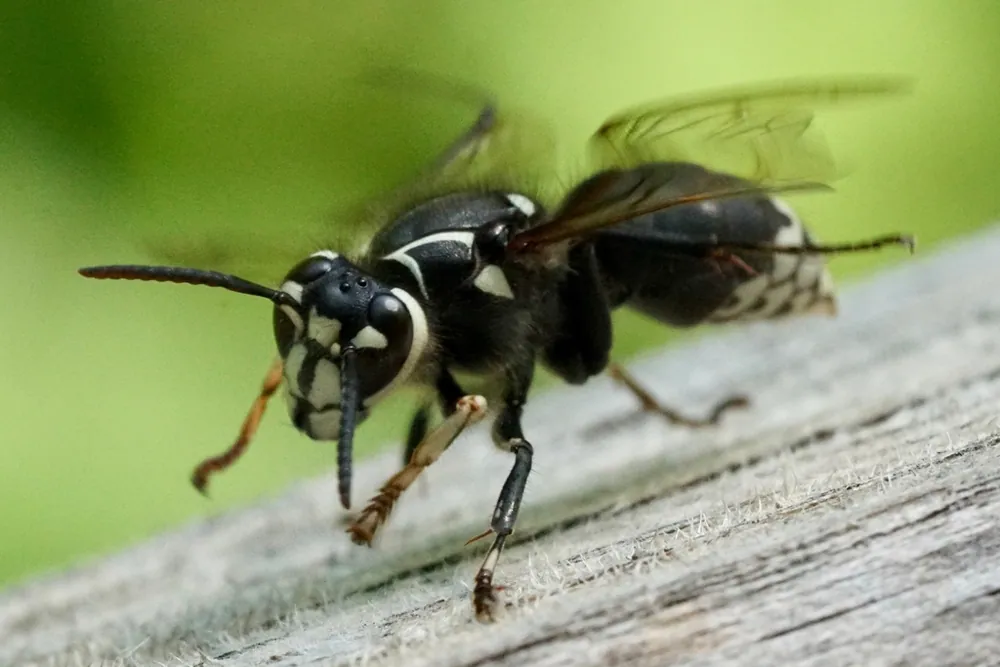 د Bald-faced hornet عکس