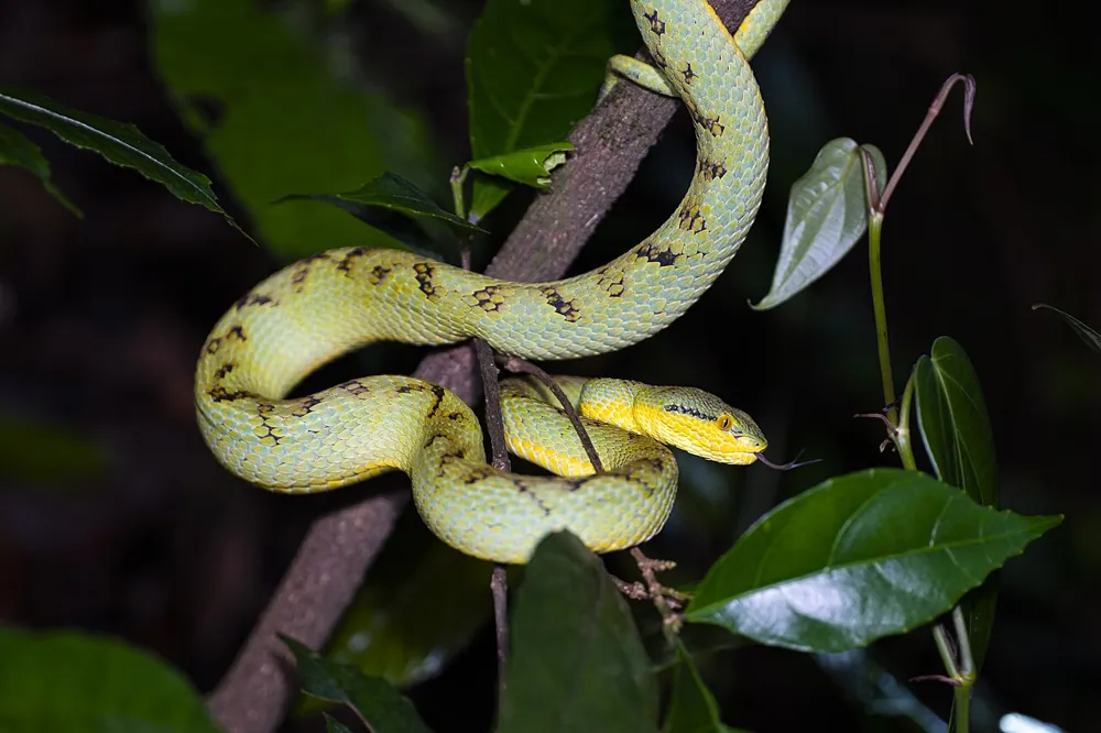 عکس Bamboo pit viper