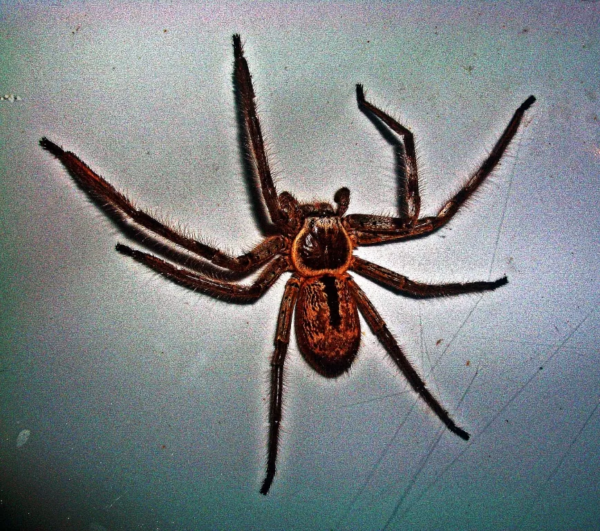 د Banded huntsman spider عکس