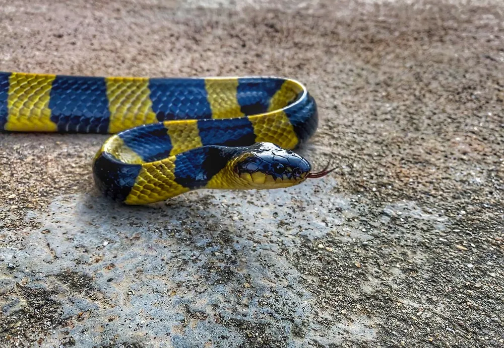 ภาพของBanded krait