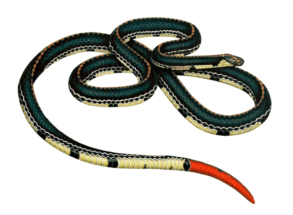 Foto de Banded Malayan coral snake