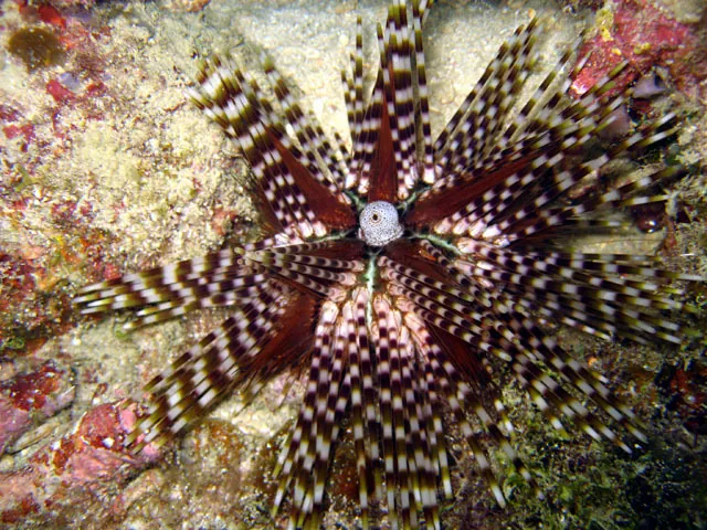 د Banded sea urchin عکس